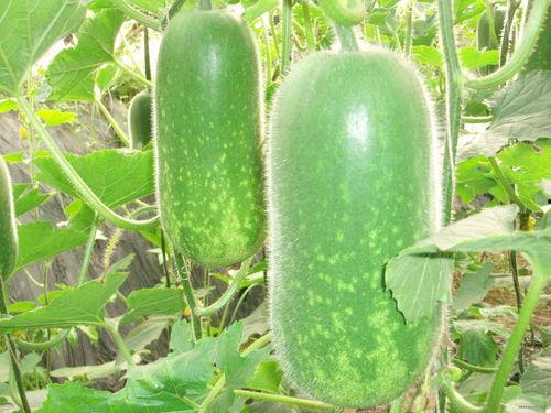 吃瓜爆料手受伤图片,吃瓜手受伤，揭秘幕后真相