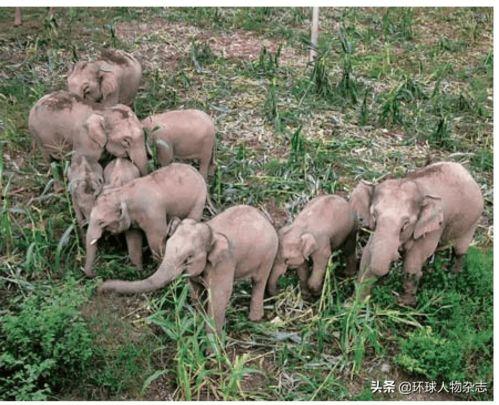 吃瓜乱象背后的黑产,揭秘吃瓜乱象背后的黑色产业链