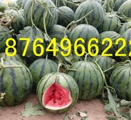 广西今日瓜价格,新鲜瓜价走俏，消费者抢购热潮”