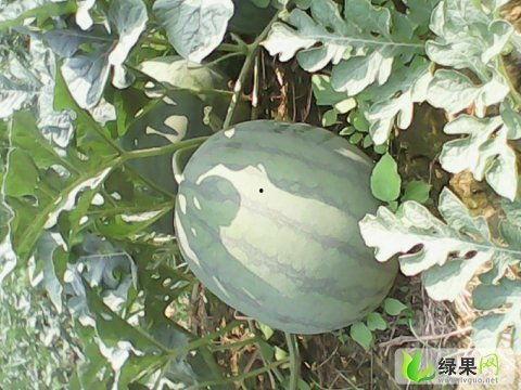 广西今日瓜价格,新鲜瓜价走俏，消费者抢购热潮”