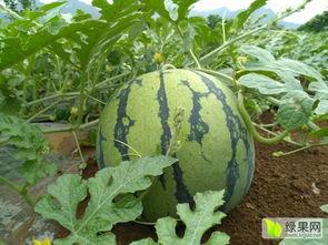 广西今日瓜价格,新鲜瓜价走俏，消费者抢购热潮”