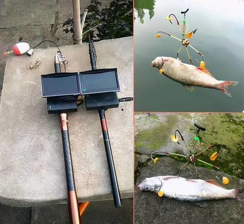 锚鱼视频,揭秘海洋捕鱼新潮流