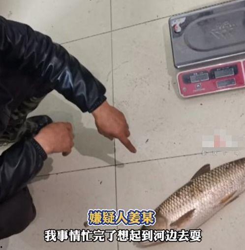 锚鱼视频,揭秘海洋捕鱼新潮流