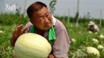 最新吃瓜爆料河北新闻,揭秘幕后真相，带你走进事件核心