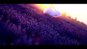 唯美高清视频,唯美高清视频中的绝美瞬间