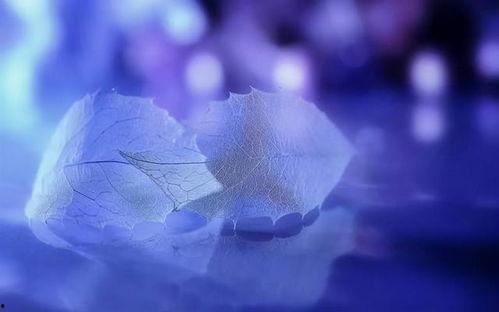 唯美高清视频,唯美高清视频中的绝美瞬间