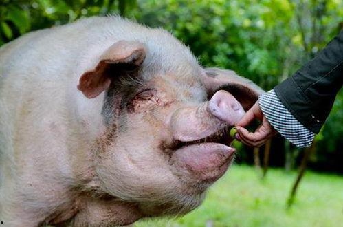 办公室大尺度桌震视频,揭秘大尺度桌震视频背后的故事