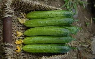 黄瓜在线视频,揭秘绿色蔬菜的种植与营养奥秘