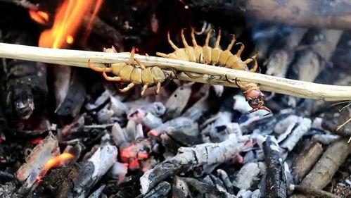 蜈蚣视频,揭秘神秘生物的奇异世界