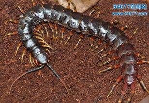 蜈蚣视频,揭秘神秘生物的奇异世界