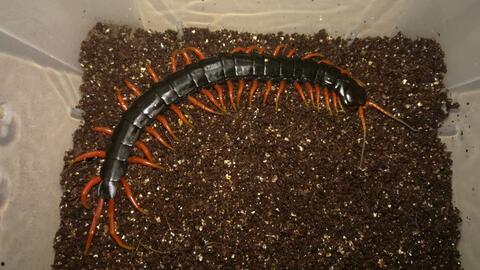 蜈蚣视频,揭秘神秘生物的奇异世界