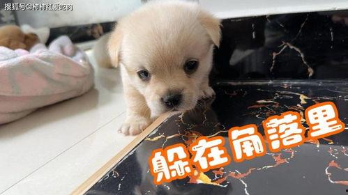 小奶狗视频,治愈系萌宠瞬间，萌化你的心
