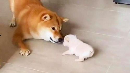 小奶狗视频,治愈系萌宠瞬间，萌化你的心