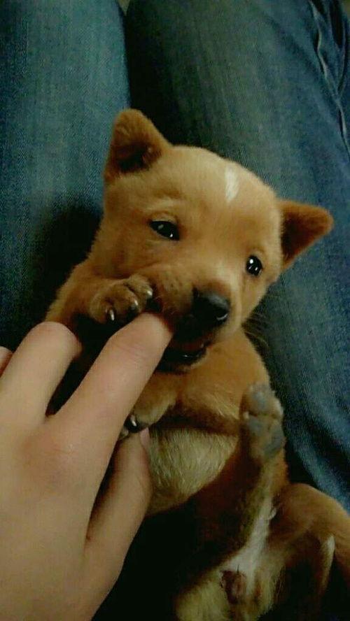 小奶狗视频,治愈系萌宠瞬间，萌化你的心