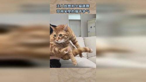 小猫跳舞视频,小猫欢快跳舞，萌态十足引网友爆笑