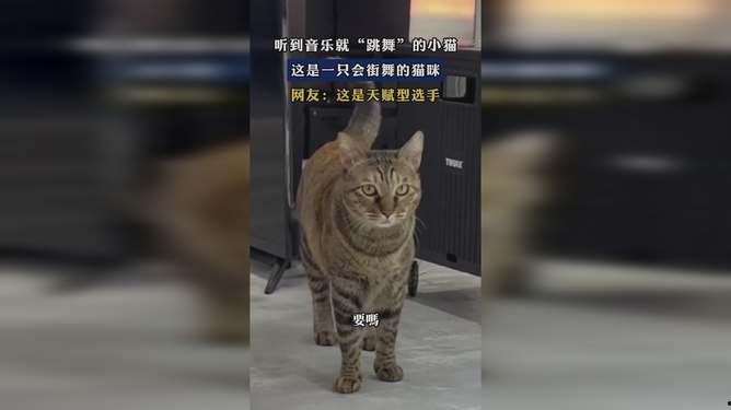 小猫跳舞视频,小猫欢快跳舞，萌态十足引网友爆笑