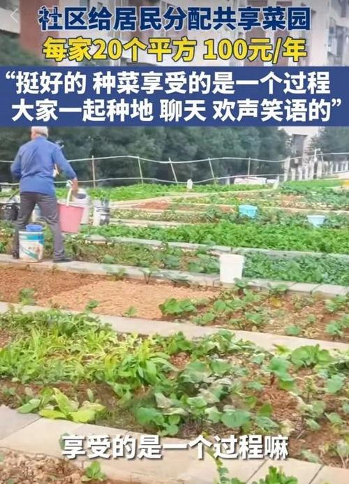 种菜视频,跟随种菜视频，体验自给自足的农耕乐趣