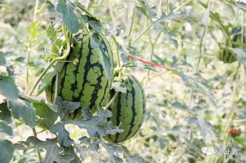 吃瓜爆料网红在哪里看的,网红吃瓜爆料，热门资讯一手掌握！