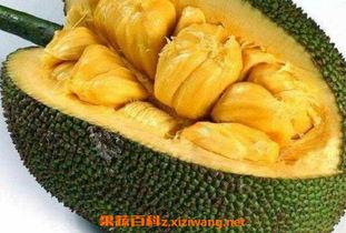 如何剥菠萝蜜视频教程,视频教学，简单易学