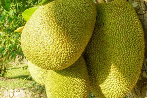 如何剥菠萝蜜视频教程,视频教学，简单易学