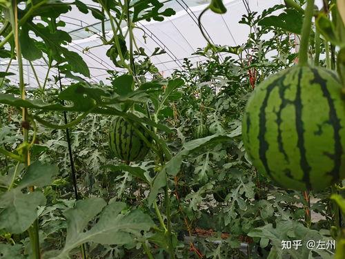 精品小吊瓜今日价格表,新鲜美味尽享丰收季