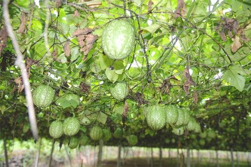 精品小吊瓜今日价格表,新鲜美味尽享丰收季