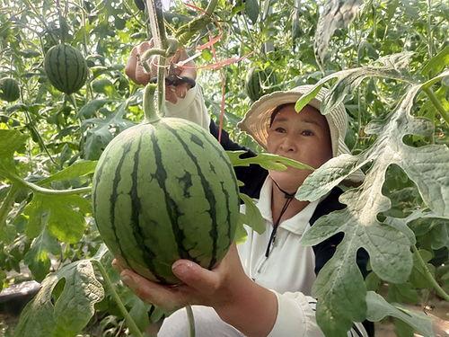 精品小吊瓜今日价格表,新鲜美味尽享丰收季