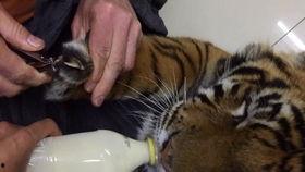 大猫吃瓜爆料视频,揭秘娱乐圈幕后真相