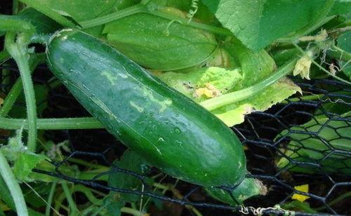 黑料吃瓜网有病毒吗,病毒风险与安全使用指南