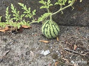 网红黑历史吃瓜,吃瓜群众眼中的真实面目