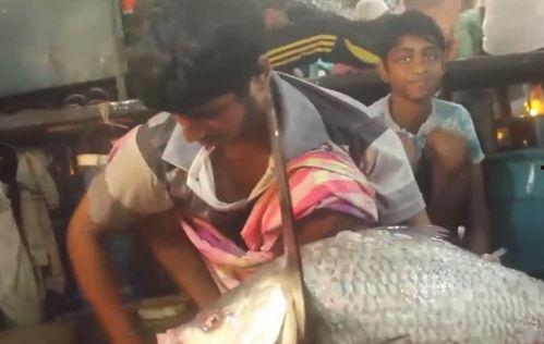 杀鱼视频,揭秘残忍捕捞过程