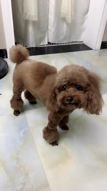 狗狗小视频,狗狗小视频里的欢乐时光