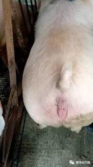 母猪交配视频,繁殖奥秘一窥究竟