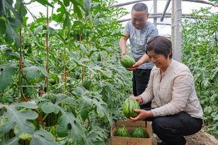 漯河吊瓜今日价格表,市场行情一览