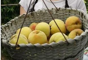 漯河吊瓜今日价格表,市场行情一览